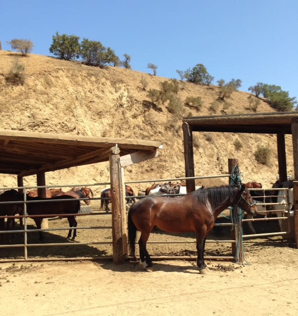 Horseback Riding in Los Angeles with Sunset Ranch Hollywood